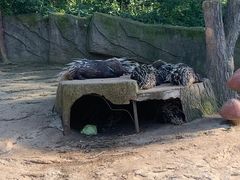 -沈阳森林动物园