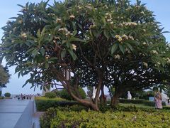 -青澳湾北回归线广场
