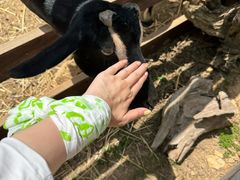 -神户市立六甲山牧场