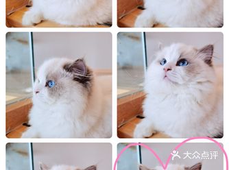 这是出成片率最高的一家猫咖，拍的太爽了