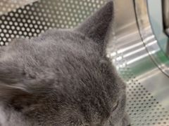 -瑞派动物医院·猫专科·至诚(江南中分院)