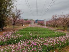 -天适樱花悠乐园