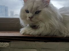 -猫在这儿猫咪咖啡馆·撸猫馆