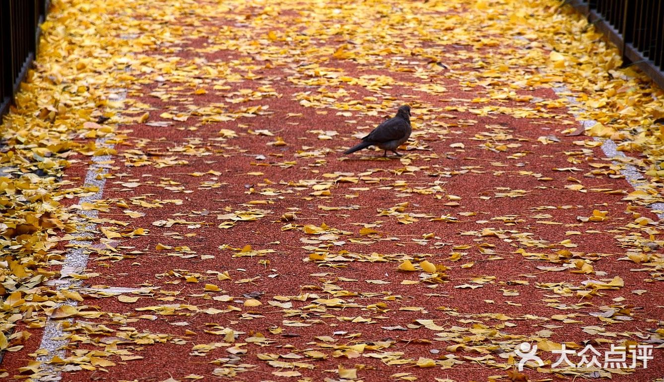 疯狂的金黄色，错过要等一年