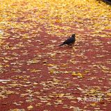 疯狂的金黄色，错过要等一年