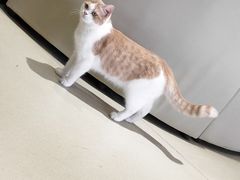 -藏猫猫咖啡主题馆(中央大道店)
