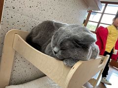 -有猫主题·治愈系猫咖(曾厝垵店)
