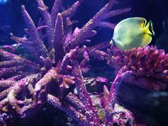 -暹罗海洋世界