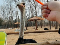 -大连森林动物园