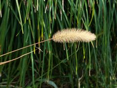 -零·壹新疆羊肉抓饭