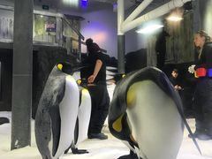 -悉尼海洋生物水族馆