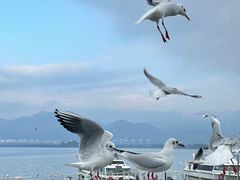 -海埂大坝