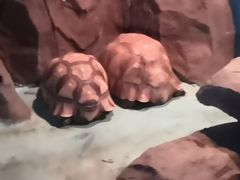 -泉州海丝野生动物世界