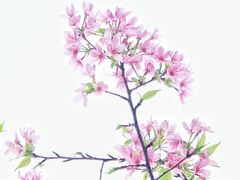 -天适樱花悠乐园