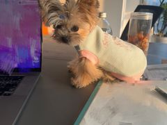 -读宠于你·约克夏比熊·睫角守宫·爬宠售卖(高新店)