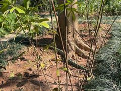 -东莞植物园