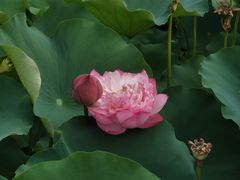-莲花池公园