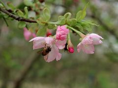 -天适樱花悠乐园