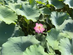 -莲花池公园