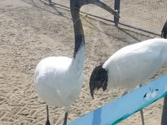 -盐城丹顶鹤湿地生态旅游区