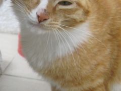 -纳吉亚猫专科动物诊疗中心(蒋宅口分院)