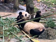 -都江堰中华大熊猫苑