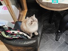-猫色咖啡·猫咖
