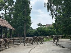 -上海野生动物园