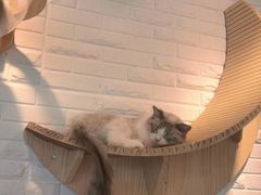 -momokira米努特·德文卷毛猫·棉花面纱犬