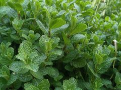 拌薄荷-天毓山庄·餐厅