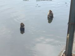 -合肥野生动物园