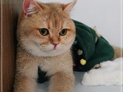 -COLOR PETS 撸猫馆·购猫·猫咖(长风大悦城店)