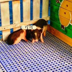 -萌宠亲子动物乐园(槐房万达店)