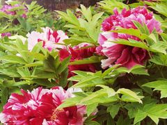 -莲花池公园
