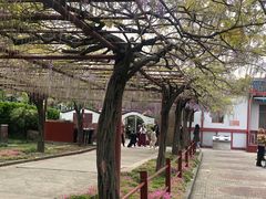 -嘉定紫藤园