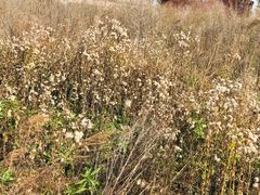 -帽儿山国家森林公园