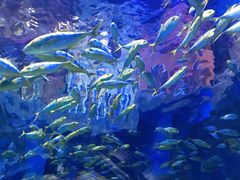 -华夏文旅海洋公园