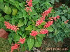 -羊亭河湿地公园