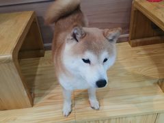 -柴源莊·柴小宠柴犬咖啡