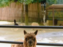 -杭州野生动物世界