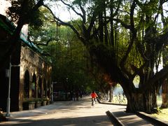 -中山大学学者灵芝(园南路店)