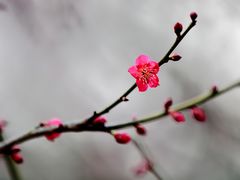 -无锡梅园公园