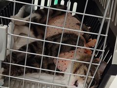 -纳吉亚猫专科动物诊疗中心(蒋宅口分院)