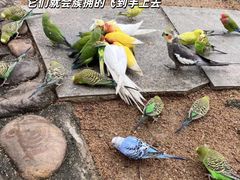 -佛冈森波拉度假区