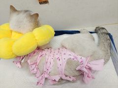 -纳吉亚猫专科动物诊疗中心(蒋宅口分院)