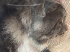 -艾贝尔宠物医院·狂犬免疫点(江山金象城店)