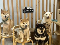 -柴迷FANS CLUB·柴犬狗咖·猫咖