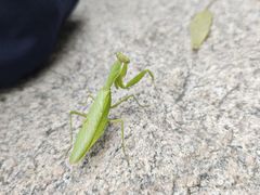 -北京凤凰岭