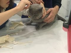 -伟伟宠物医院·CT影像中心·瑞派犬猫综合性门诊(汉口总院)