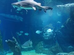-暹罗海洋世界
